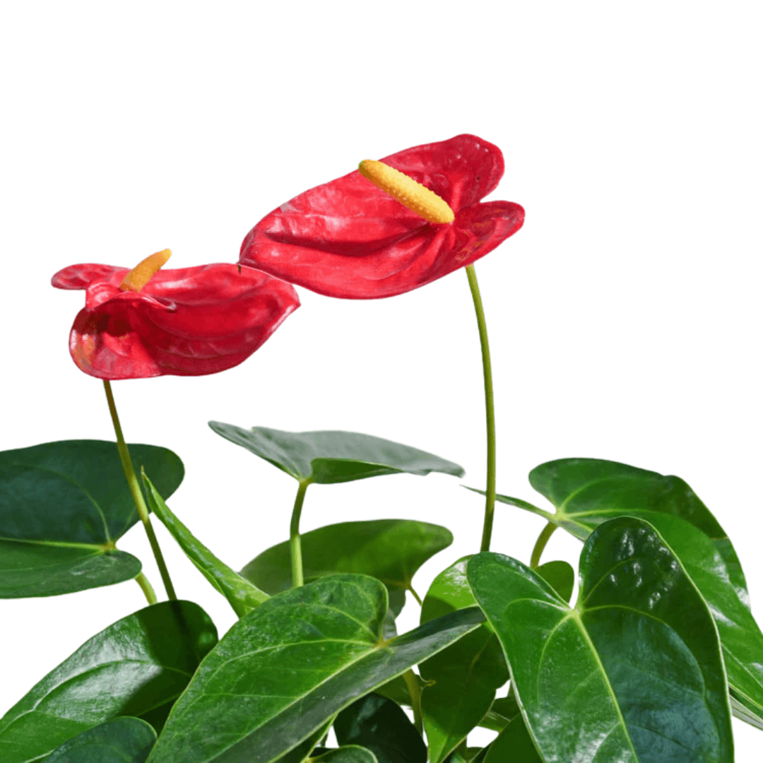 Anthurium Plants (with minimum 2 flowers) - plant store®