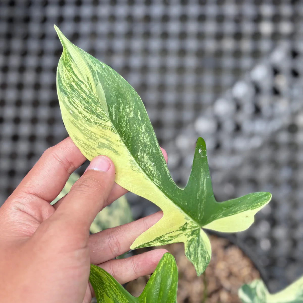 Philodendron Florida Beauty Variegated