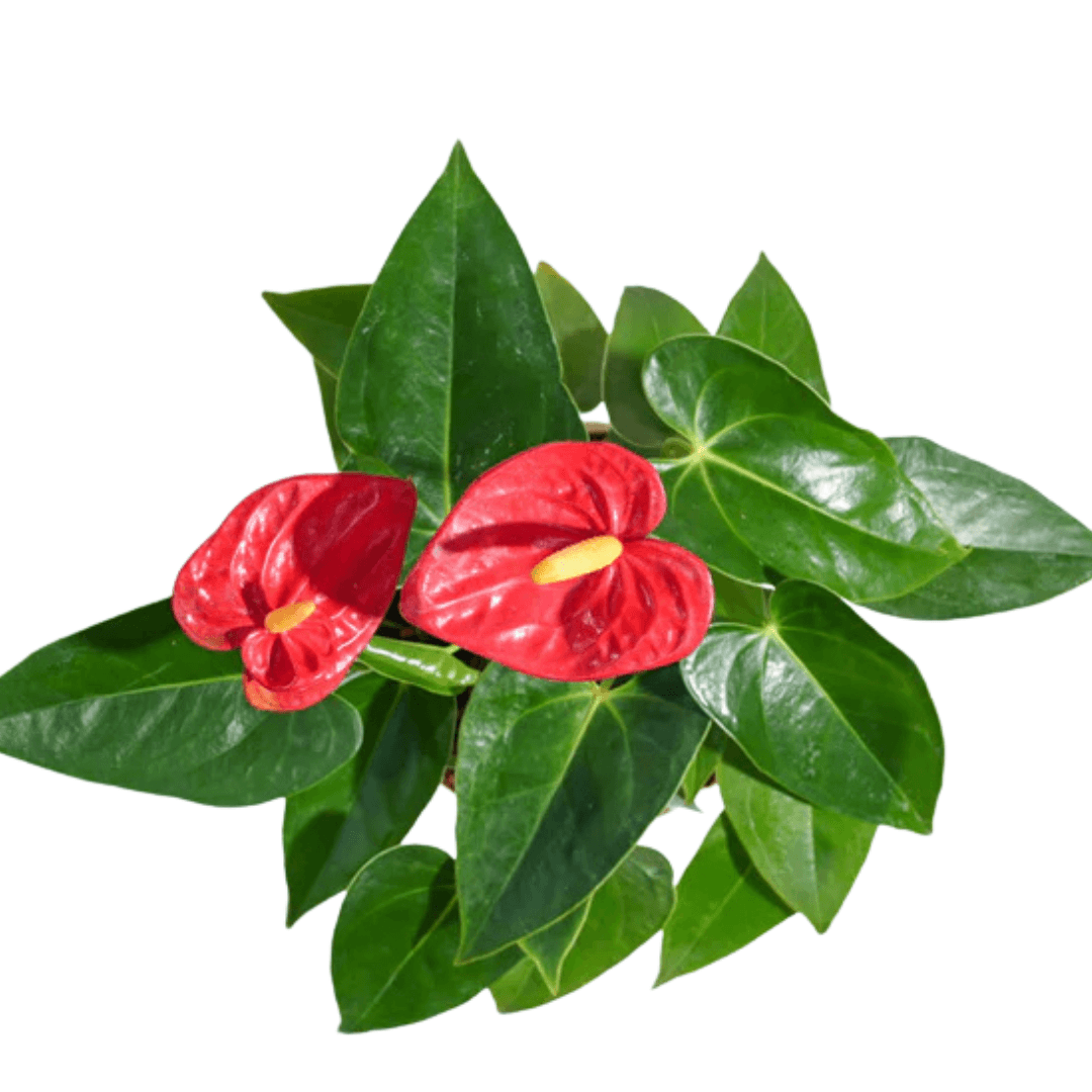 Anthurium Plants (with minimum 2 flowers) - plant store®