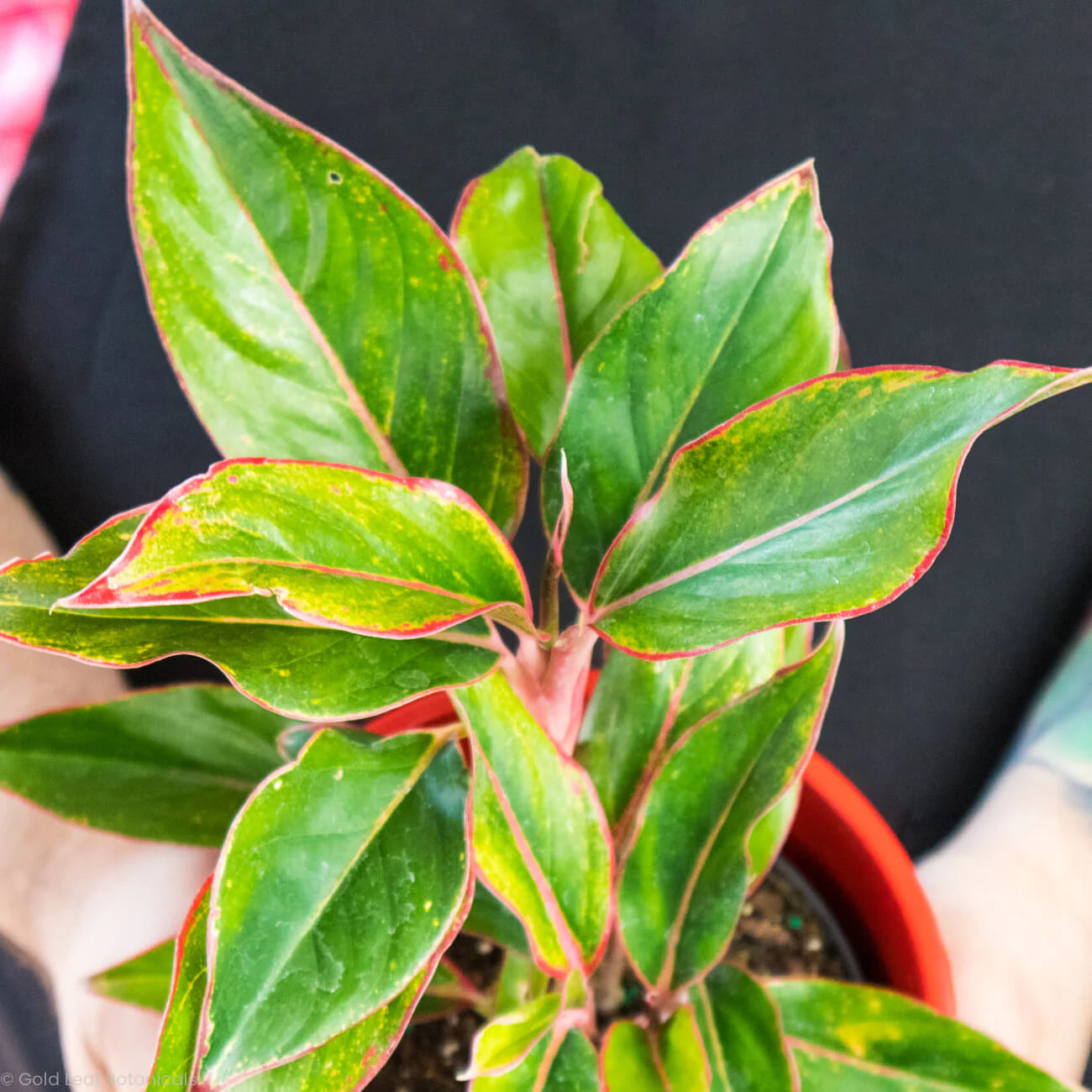 Aglaonema