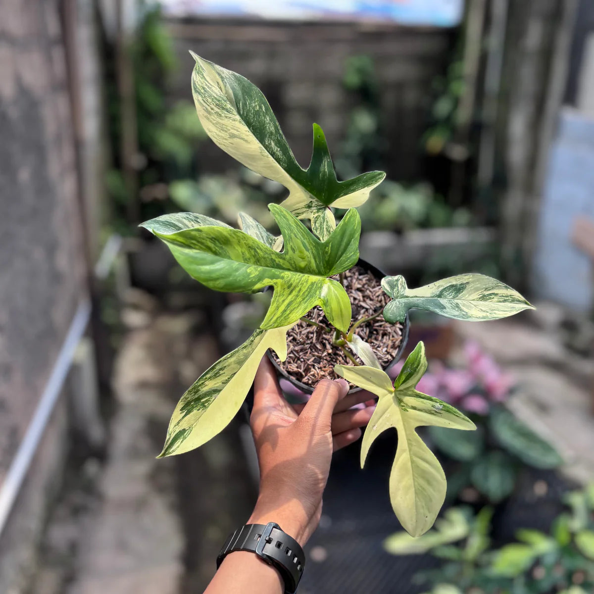 Philodendron Florida Beauty Variegated