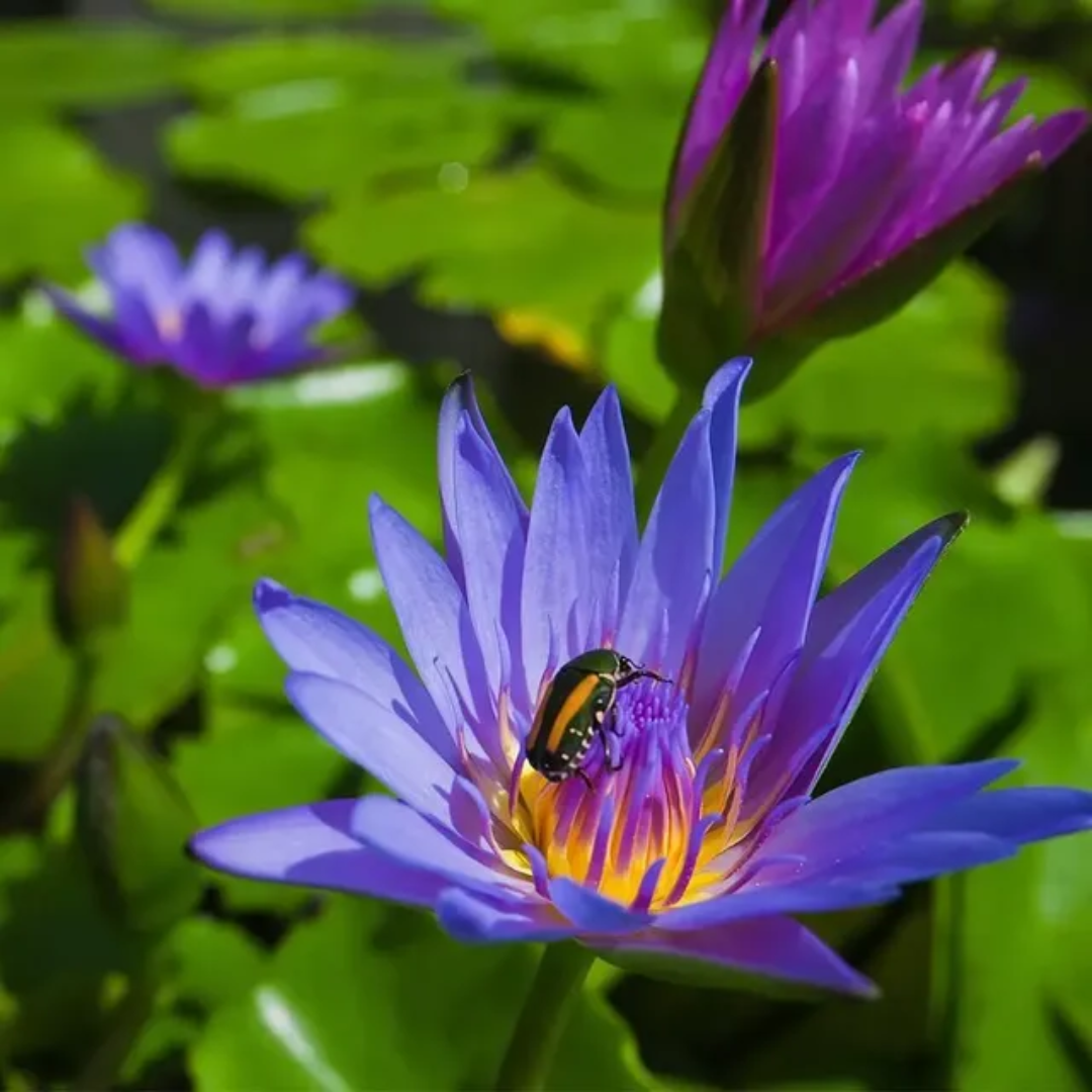 Blue Hybrid Tropical Waterlily