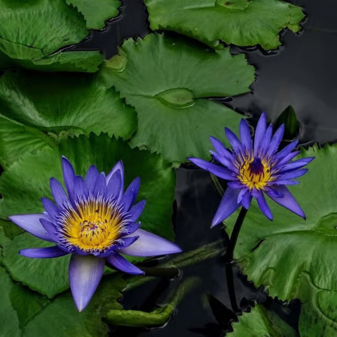 Blue Hybrid Tropical Waterlily