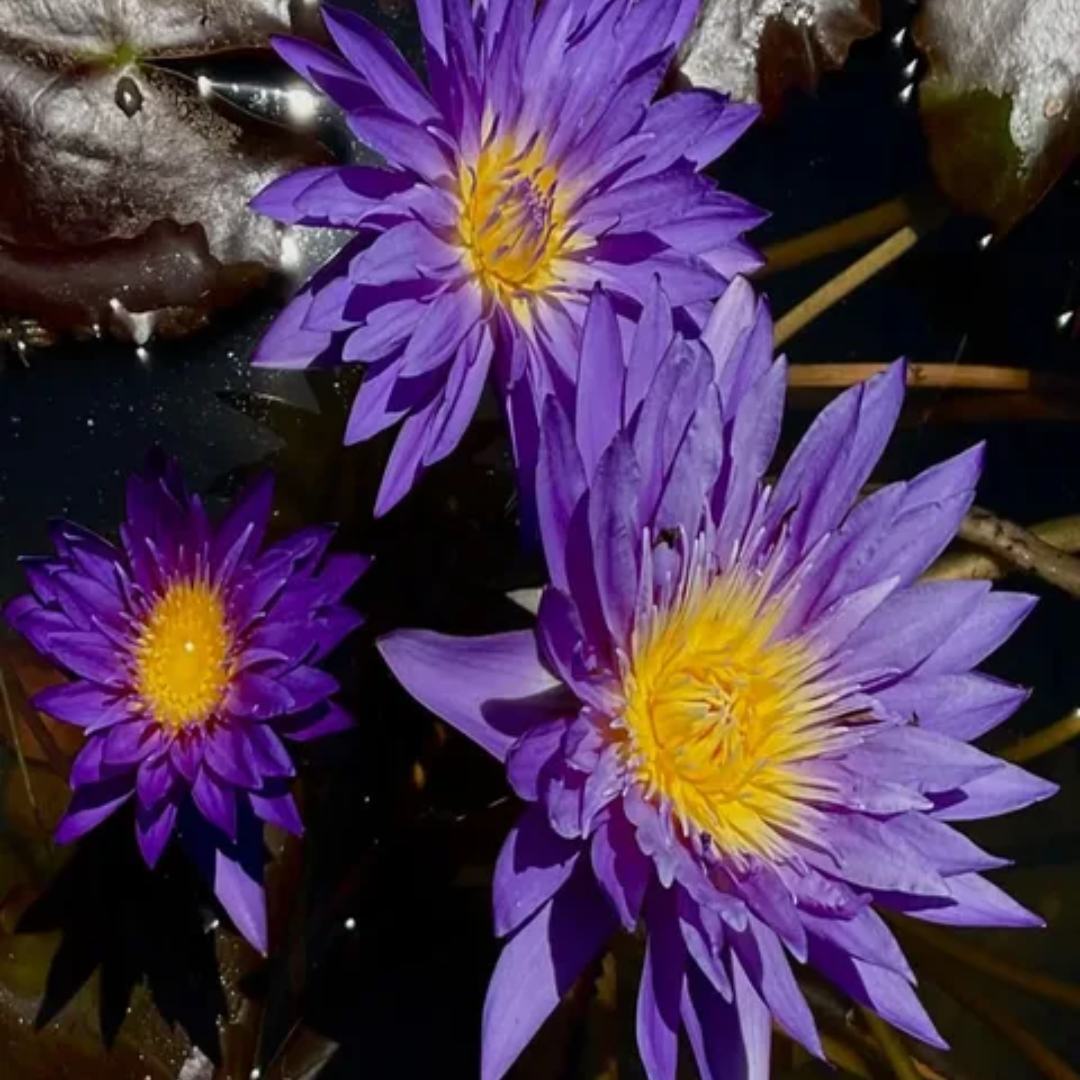Blue Hybrid Tropical Waterlily