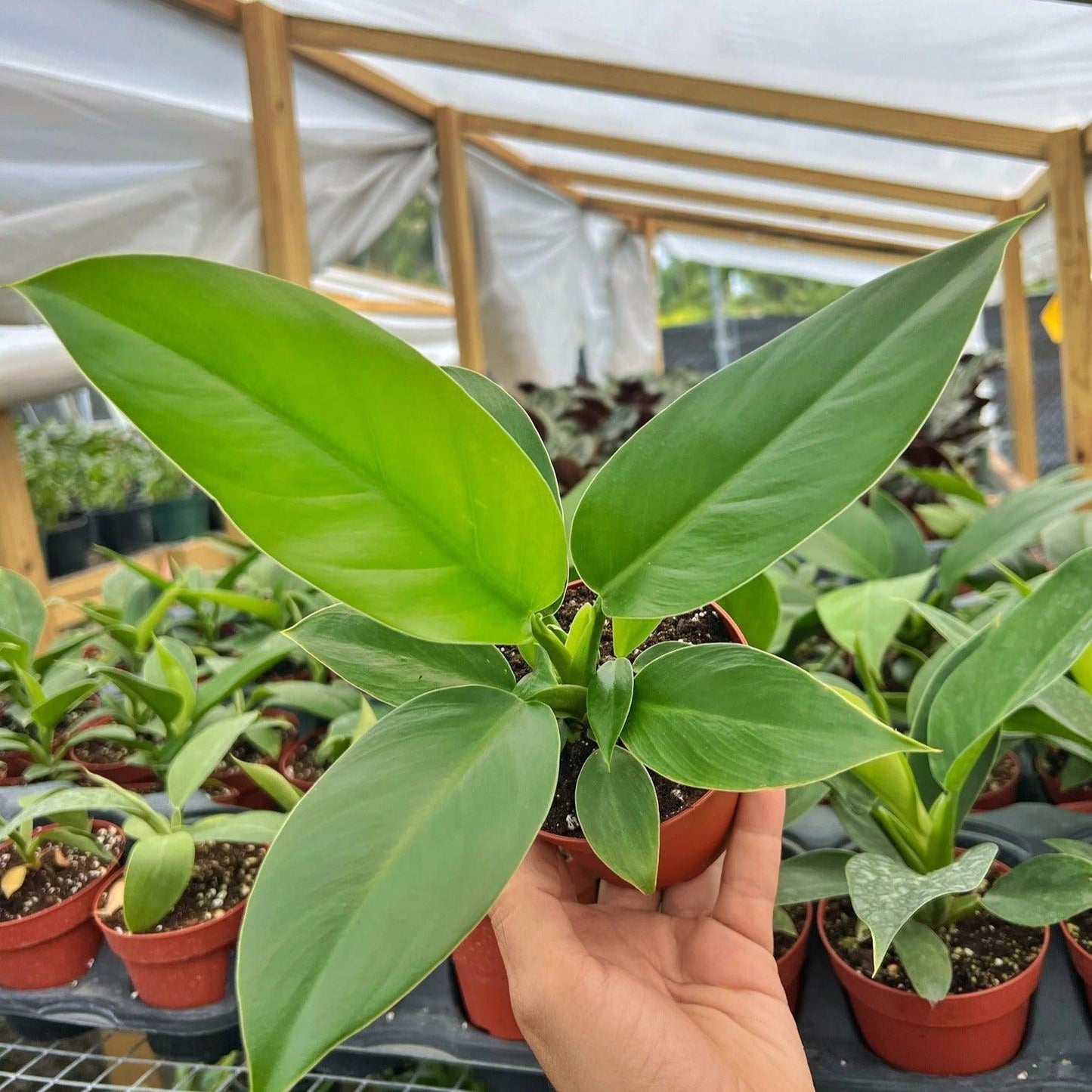 Philodendron Imperial Green - plant store®