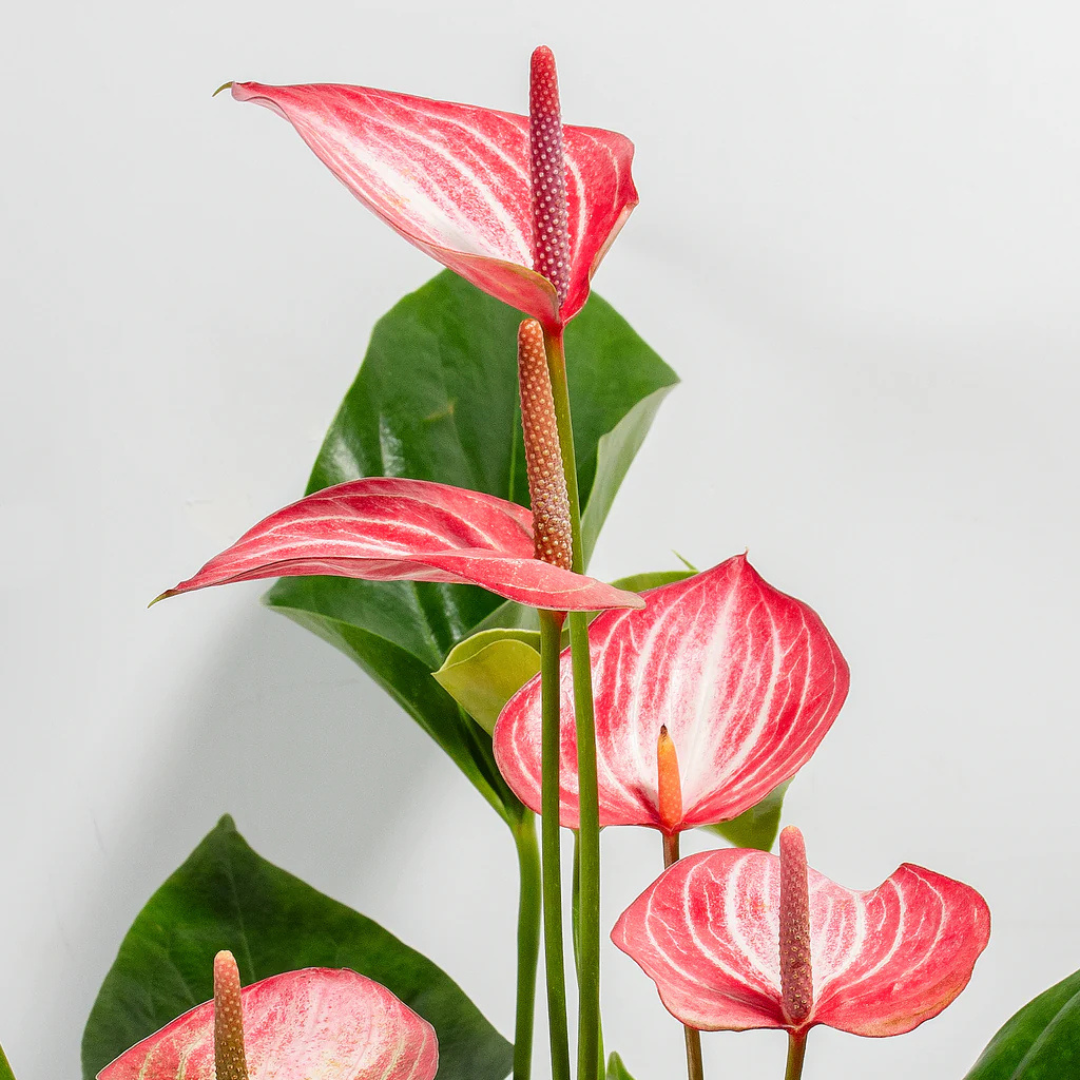 Anthurium Plants (with minimum 2 flowers)