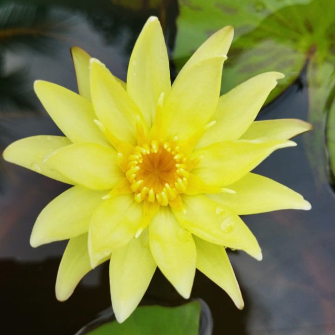 Carla's Sunshine Tropical Waterlily