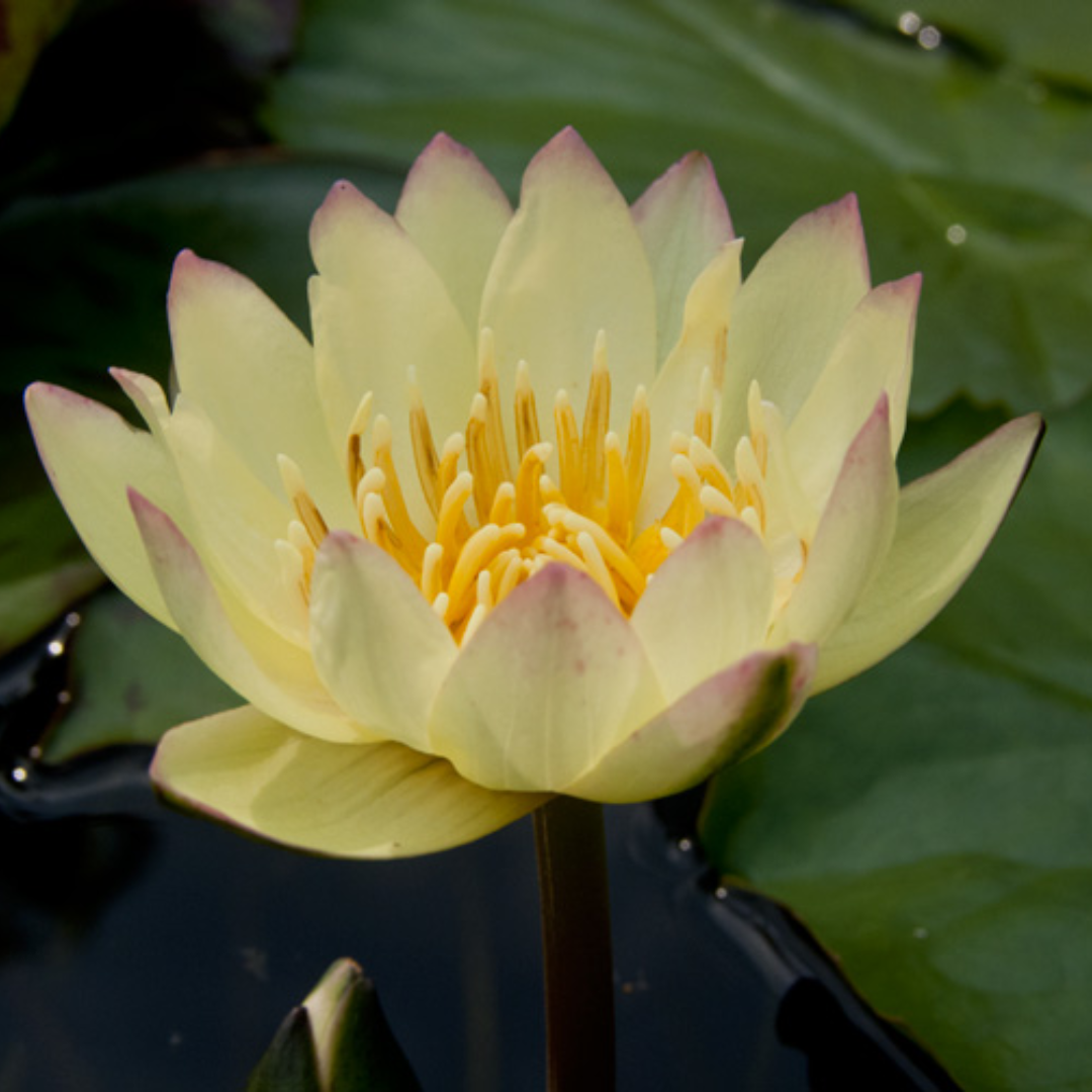 Carla's Sunshine Tropical Waterlily
