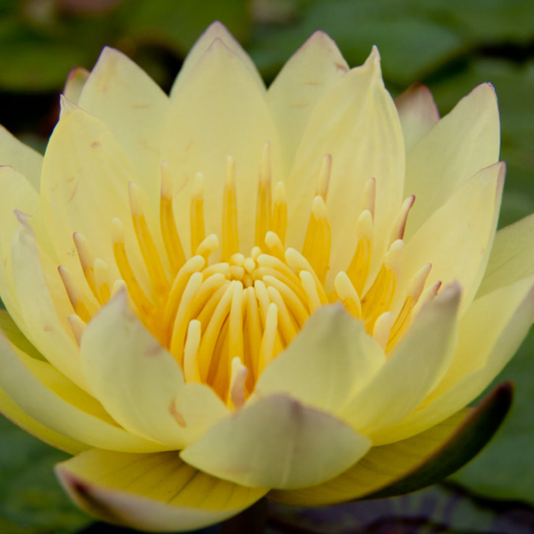 Carla's Sunshine Tropical Waterlily