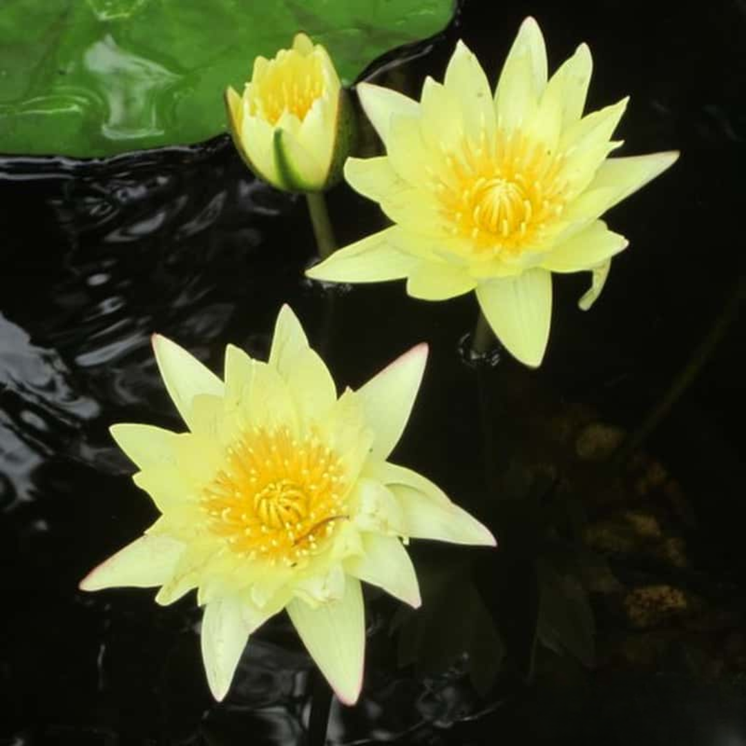 Carla's Sunshine Tropical Waterlily