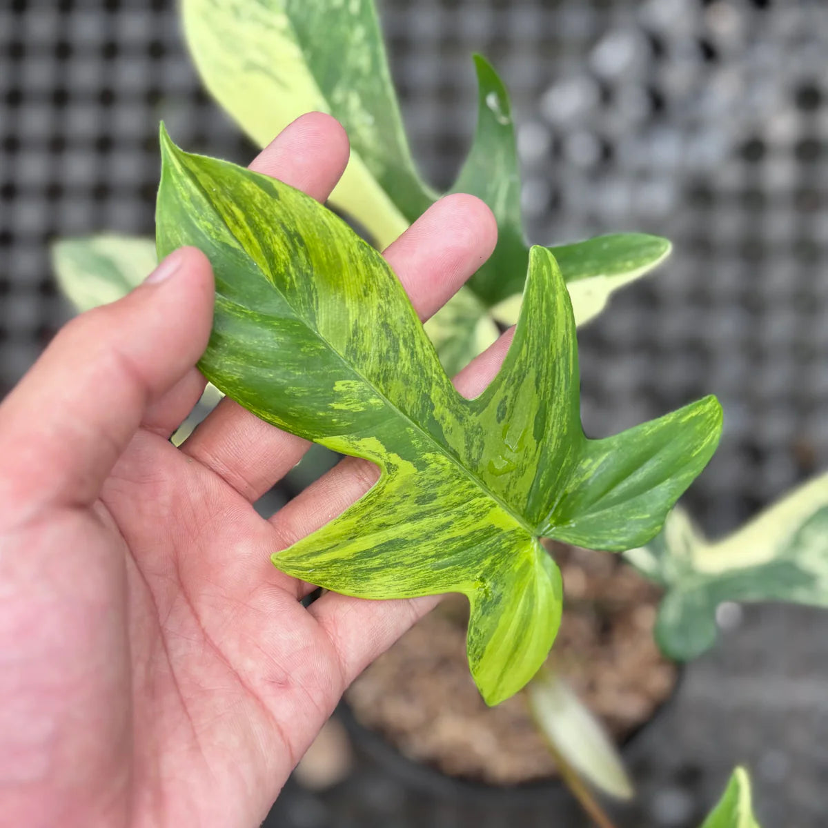 Philodendron Florida Beauty Variegated