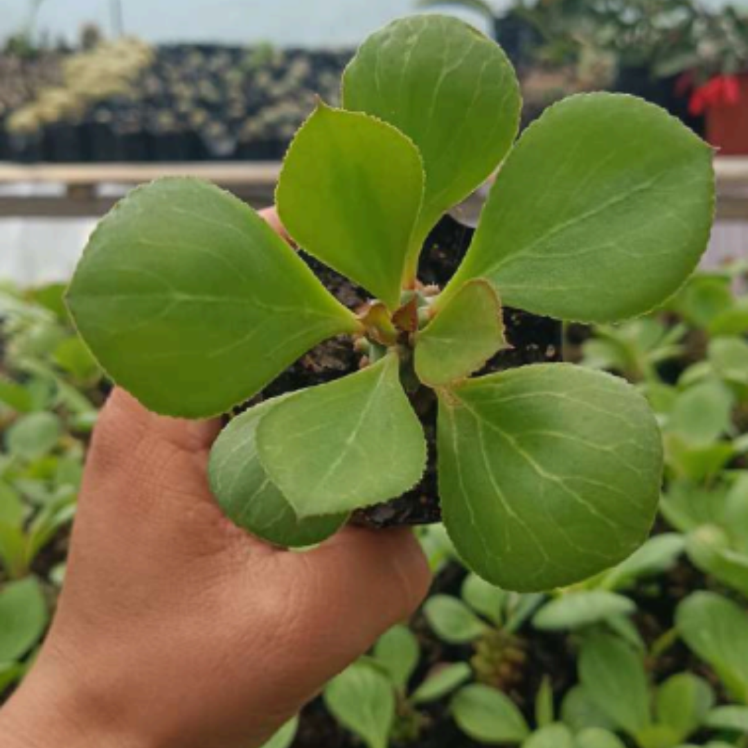 Euphorbia Monadenium (Bare Rooted)