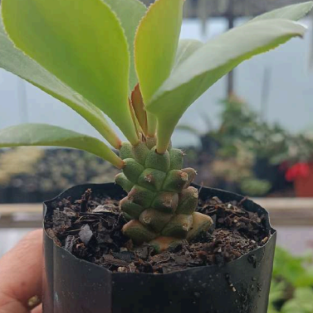 Euphorbia Monadenium (Bare Rooted)