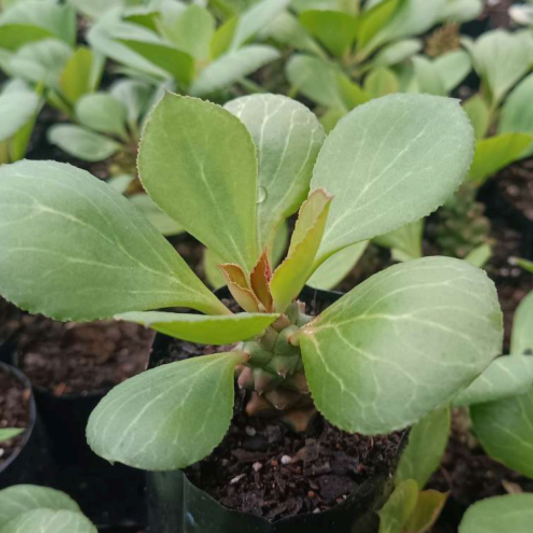 Euphorbia Monadenium (Bare Rooted)