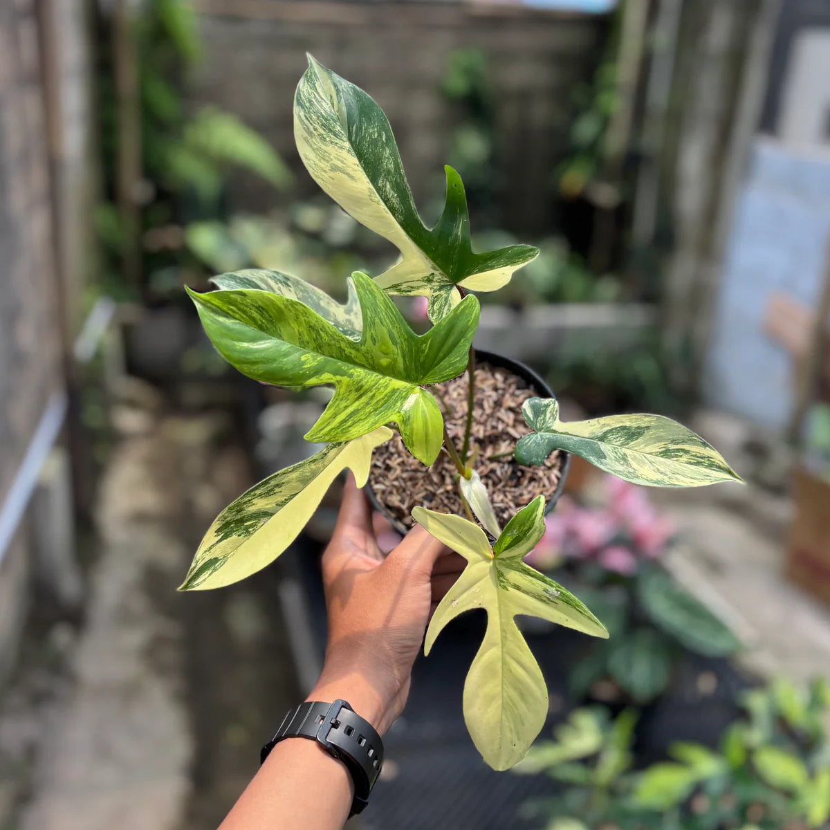 Philodendron Florida Beauty Variegated