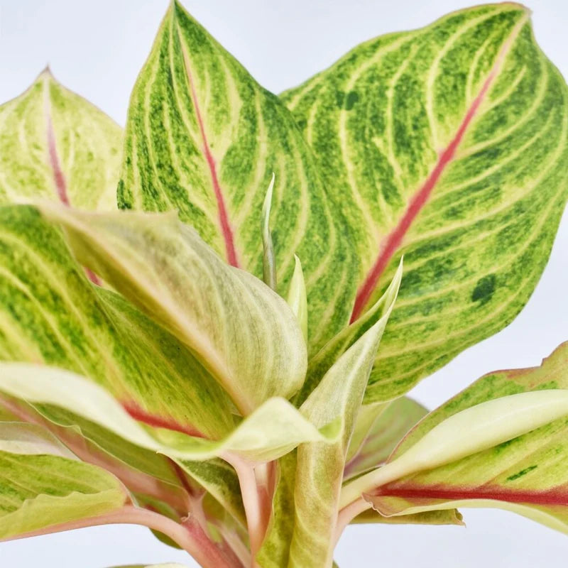 Aglaonema