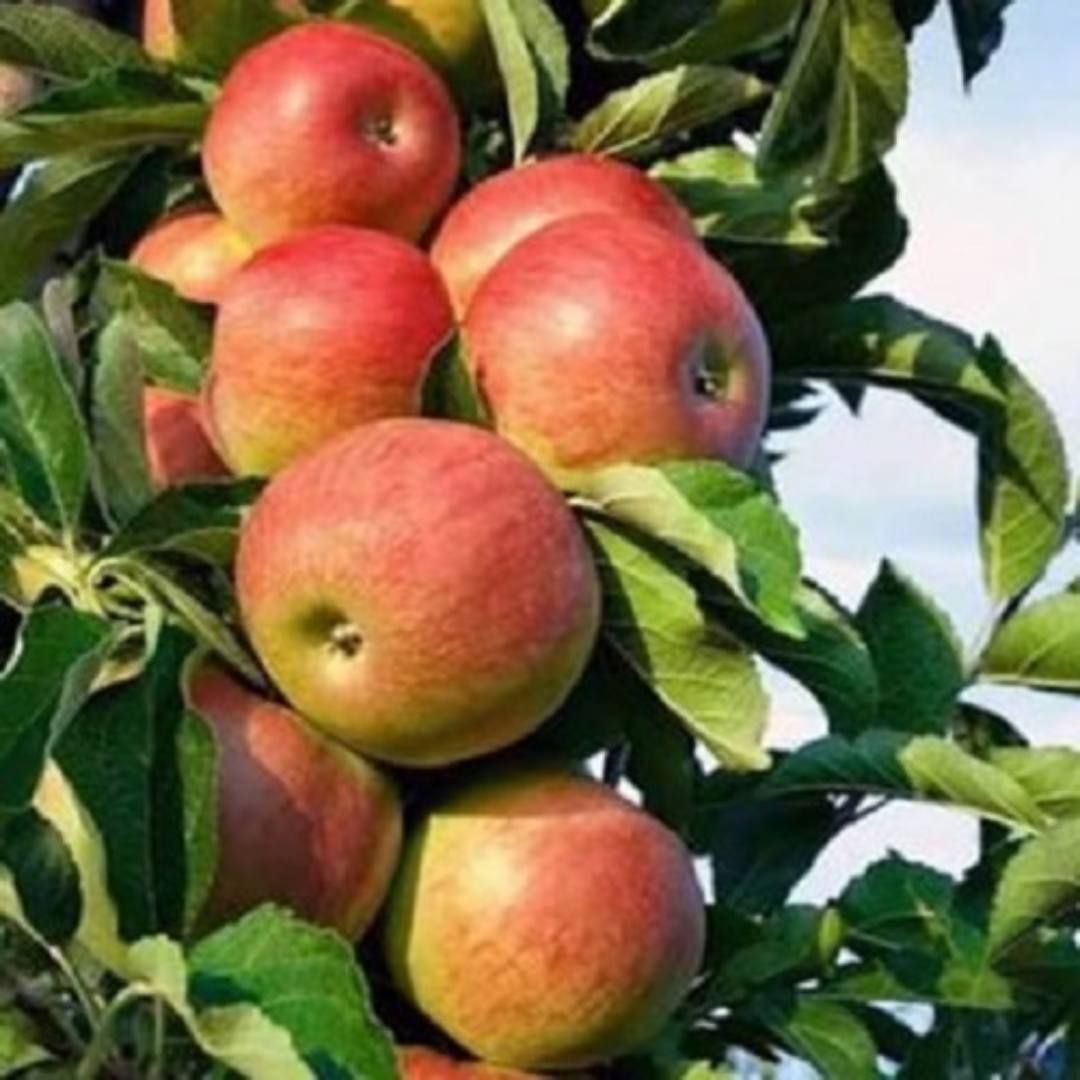 HRMN 99 Apple Grafted Tree