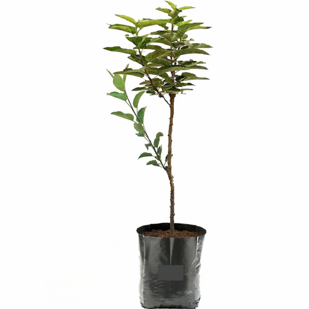 HRMN 99 Apple Grafted Tree