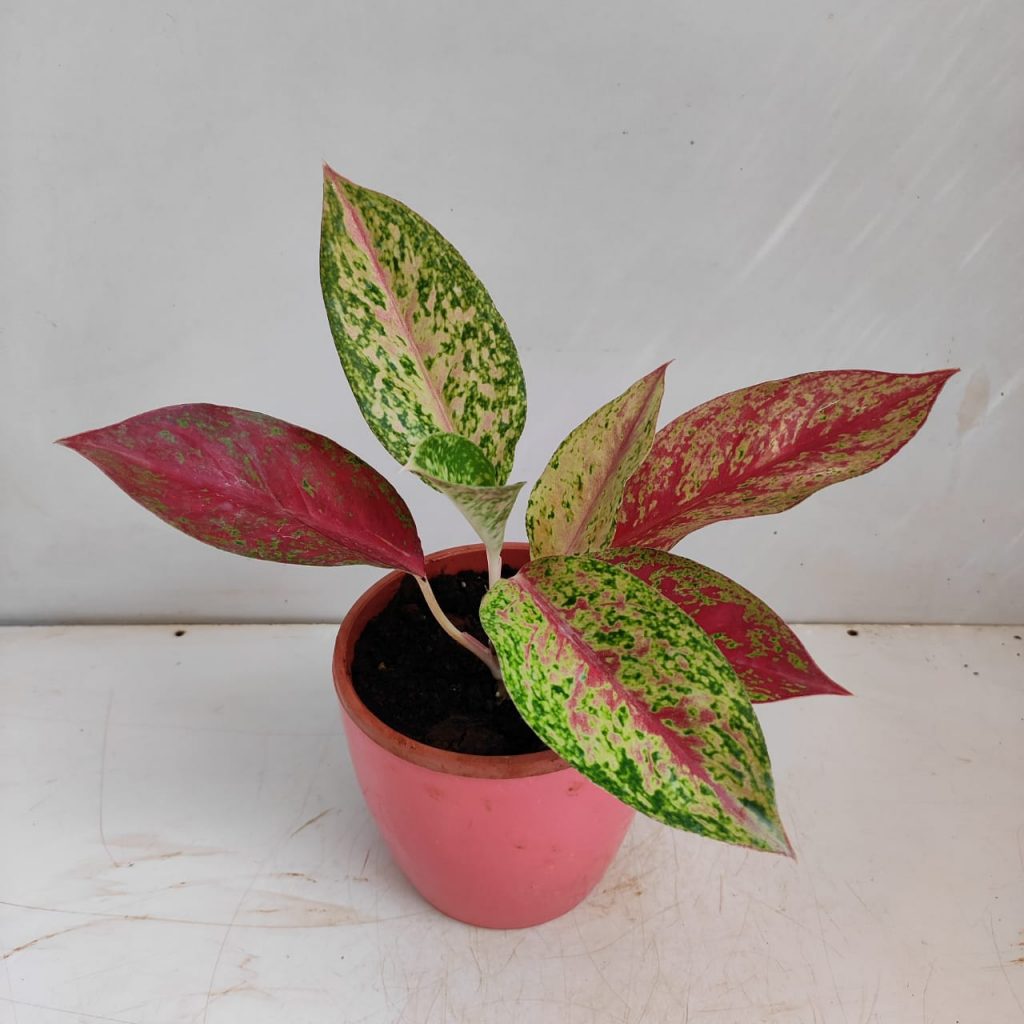 Aglaonema Happiness Plant - plant store®