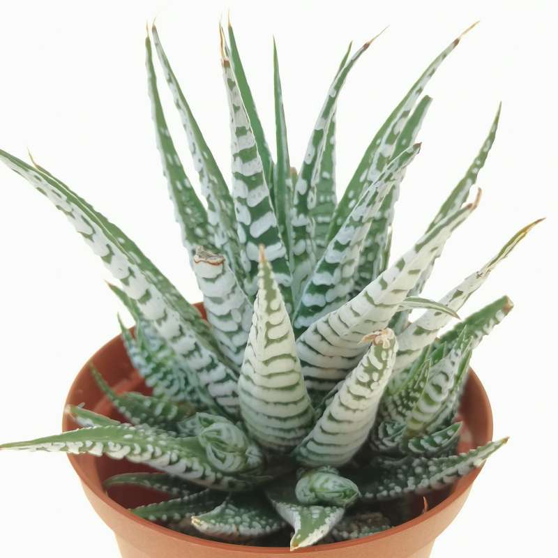 Super White Attenuata Haworthia Zebra (Bare Rooted) - plant store®