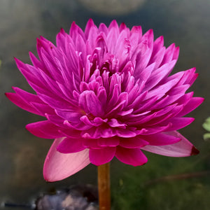 Kaohinson Tropical Waterlily