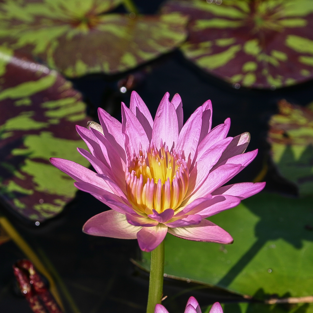 June Allison Tropical Waterlily