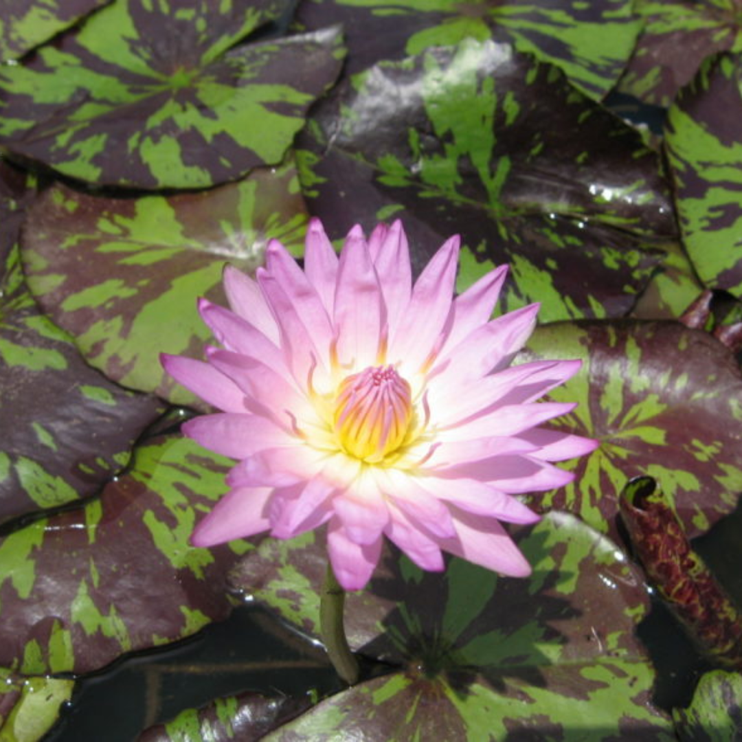 June Allison Tropical Waterlily