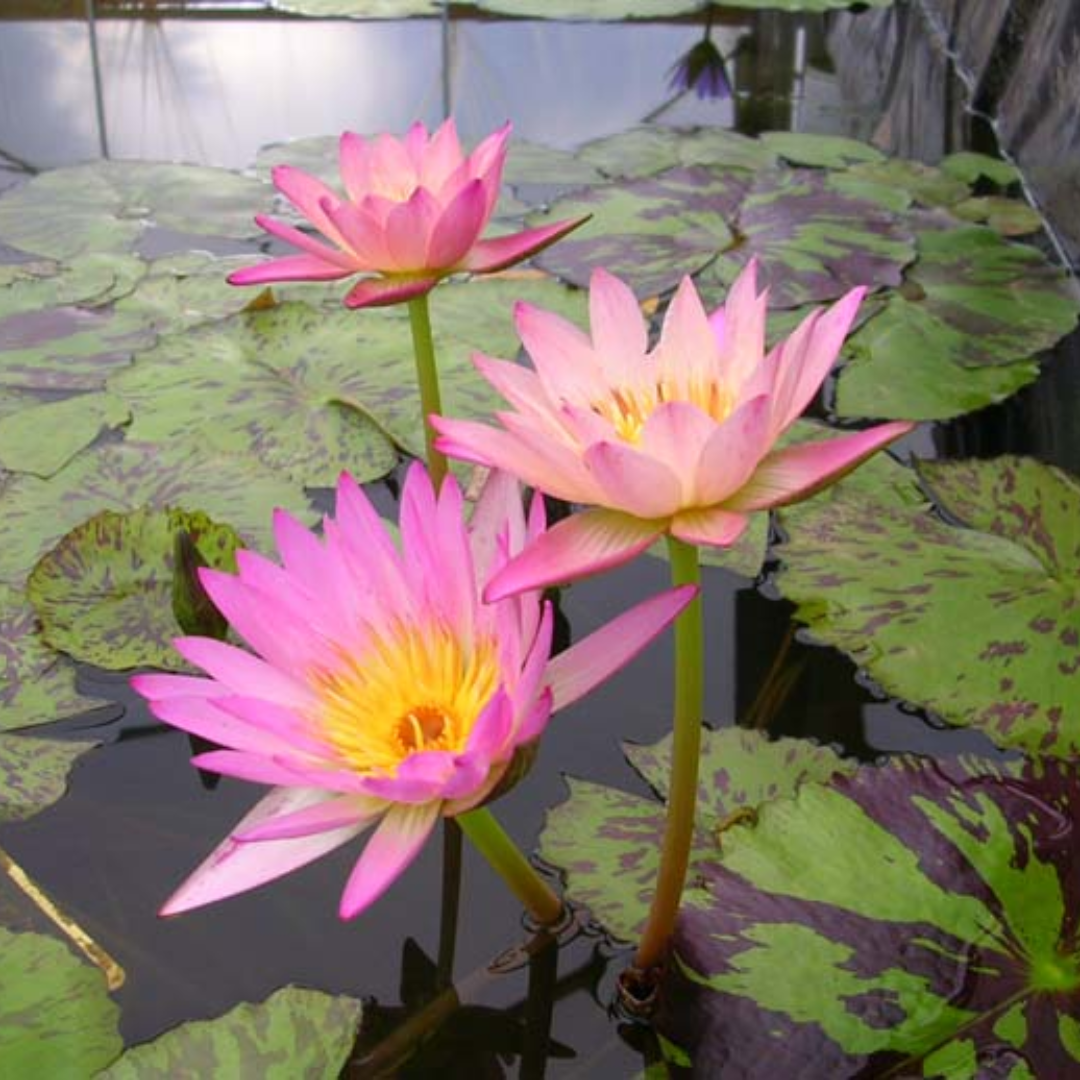 June Allison Tropical Waterlily
