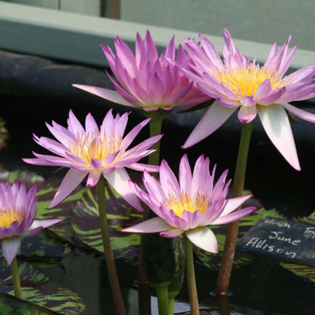 June Allison Tropical Waterlily