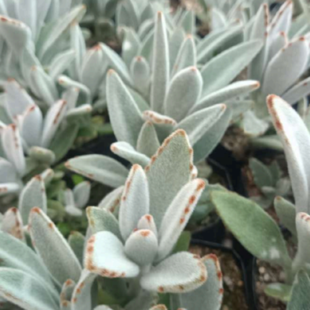 Kalanchoe Panda Plant (Bare Rooted)
