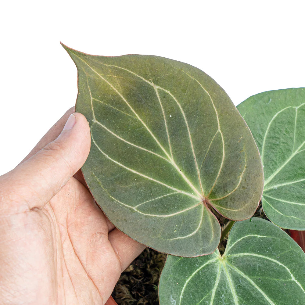 Anthurium King of Spades (Sapling)