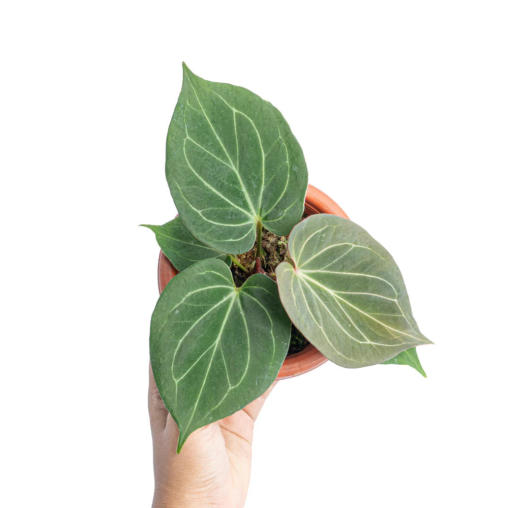 Anthurium King of Spades (Sapling)