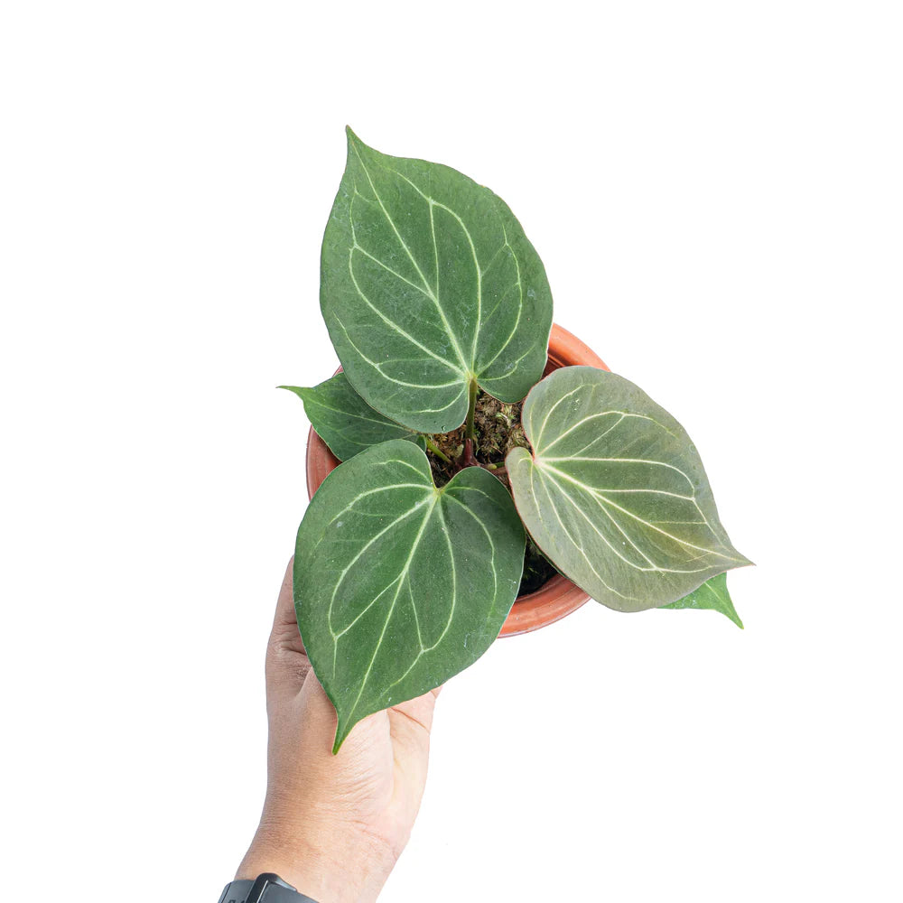 Anthurium King of Spades (Sapling)