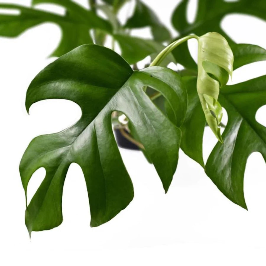 Monstera Minima (Rhaphidophora Tetrasperma) - plant store®