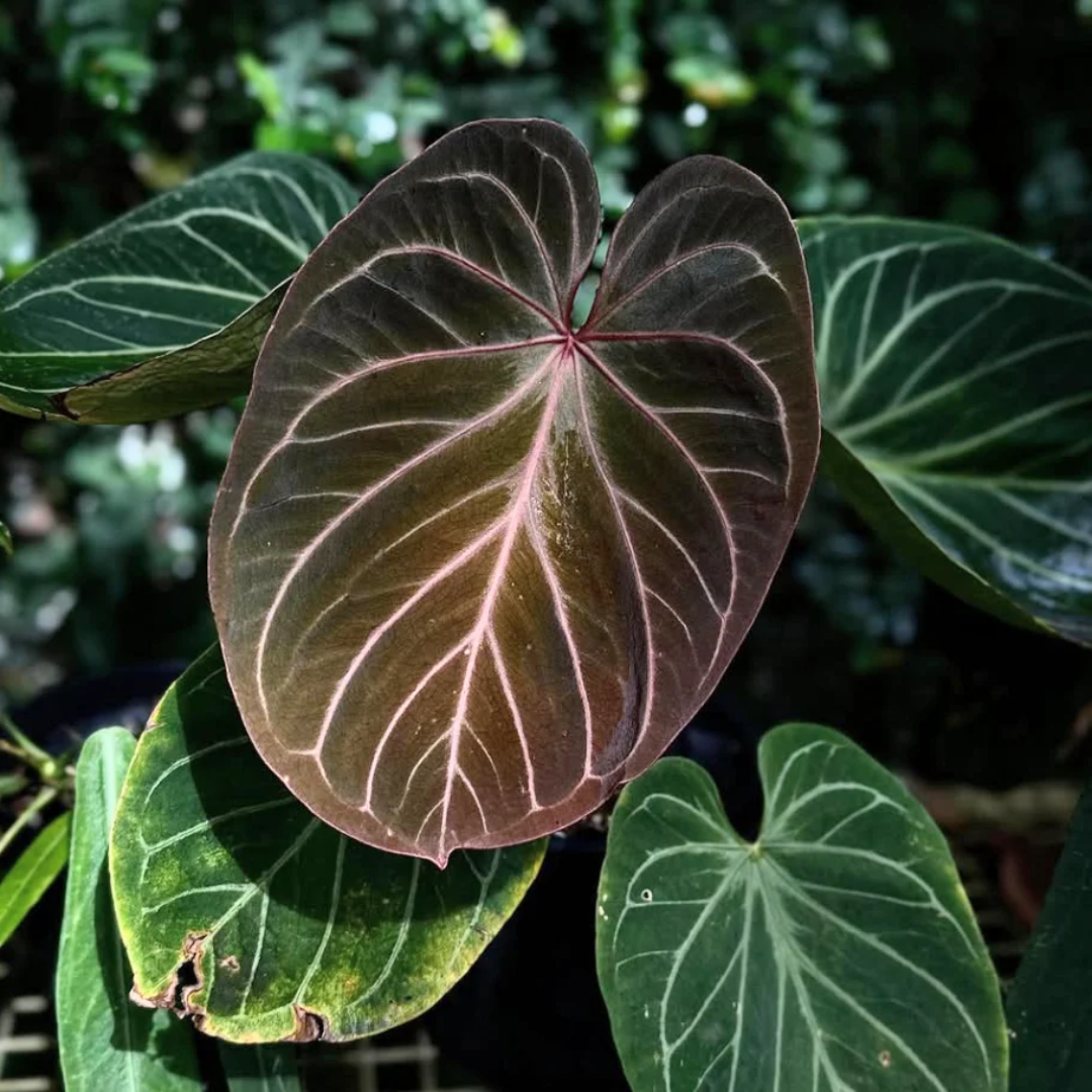 Anthurium King of Spades (Sapling)