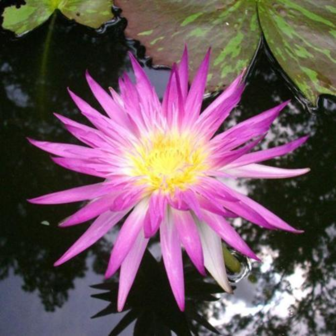 Pink Flamingo Tropical Waterlily