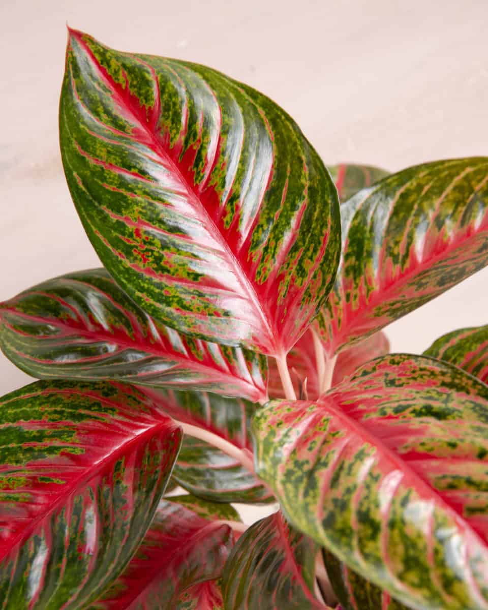 Aglaonema