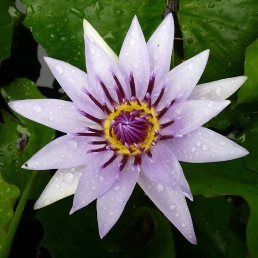 Purple Colorata Tropical Waterlily