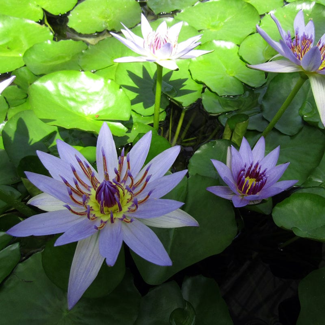 Purple Colorata Tropical Waterlily