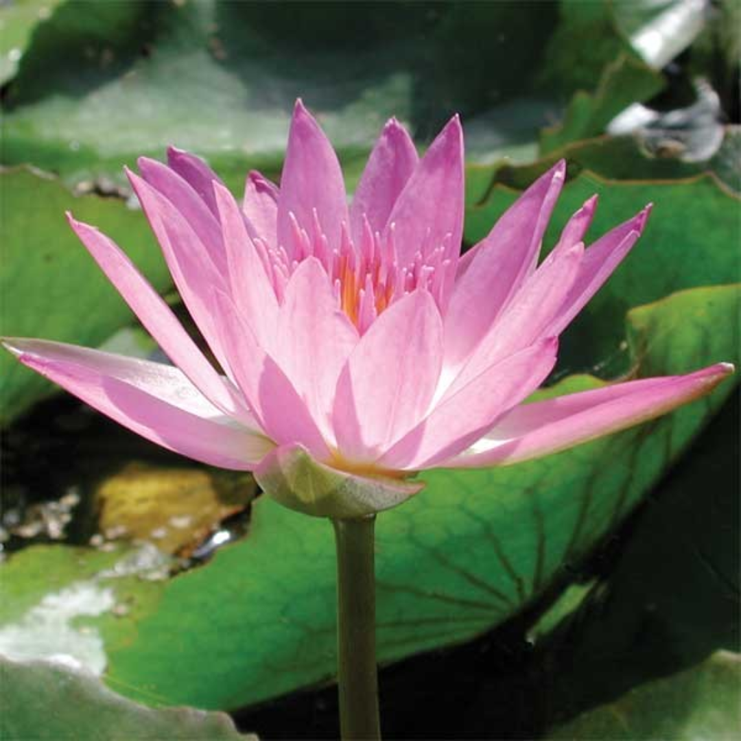 Ruby Tropical Waterlily