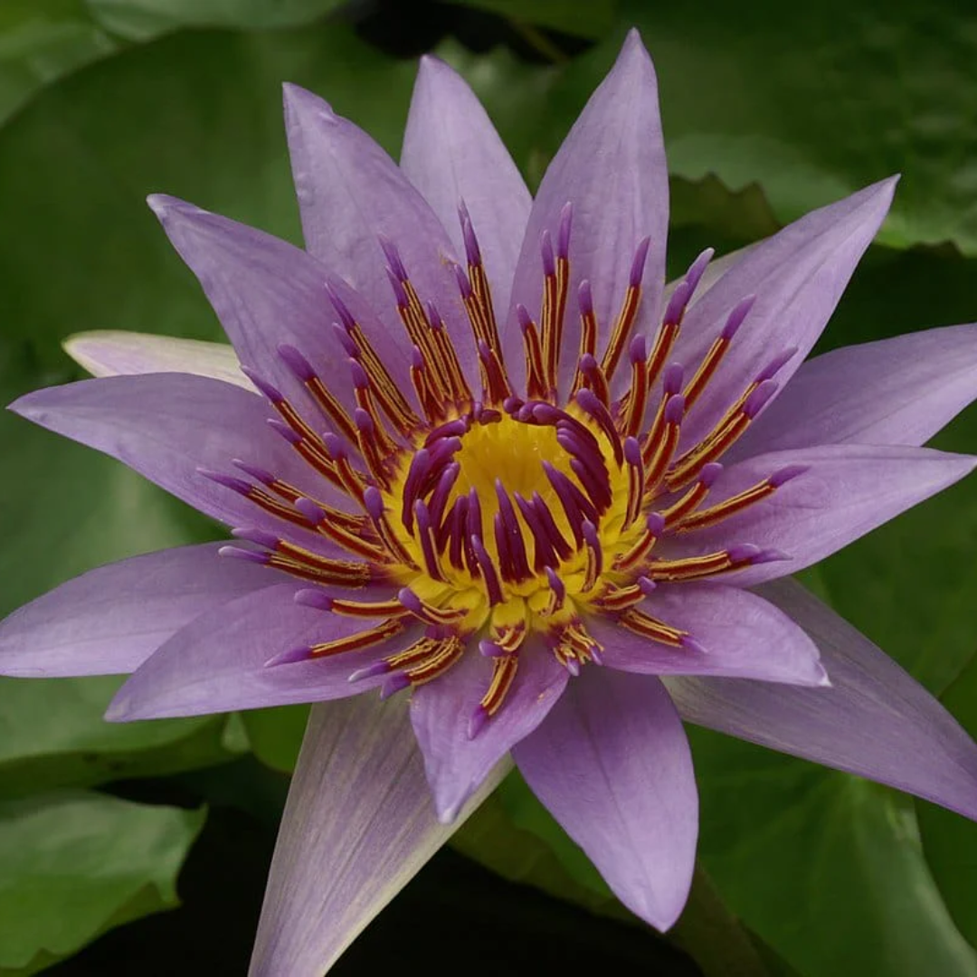 Purple Colorata Tropical Waterlily