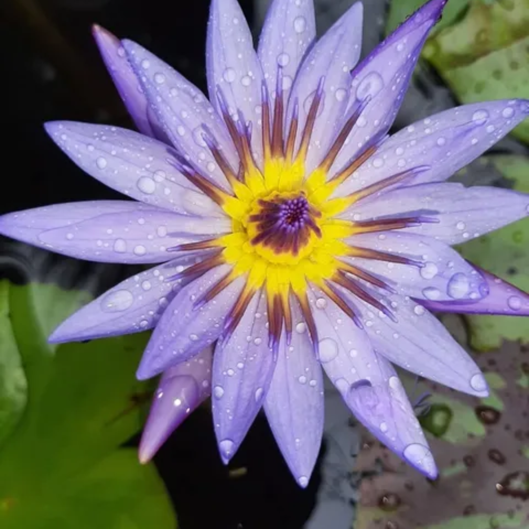 Margaret Mary Tropical Waterlily