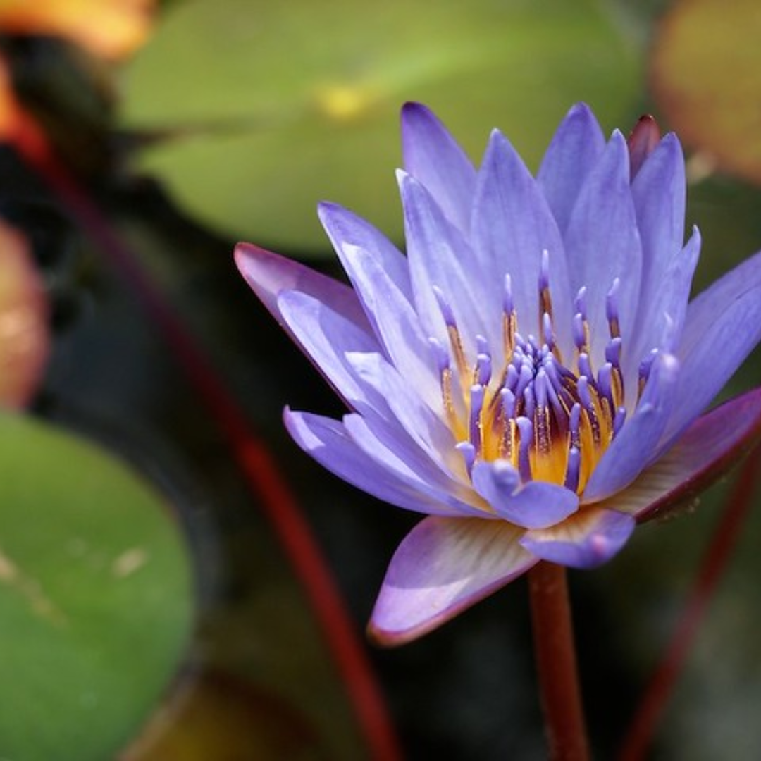 Margaret Mary Tropical Waterlily