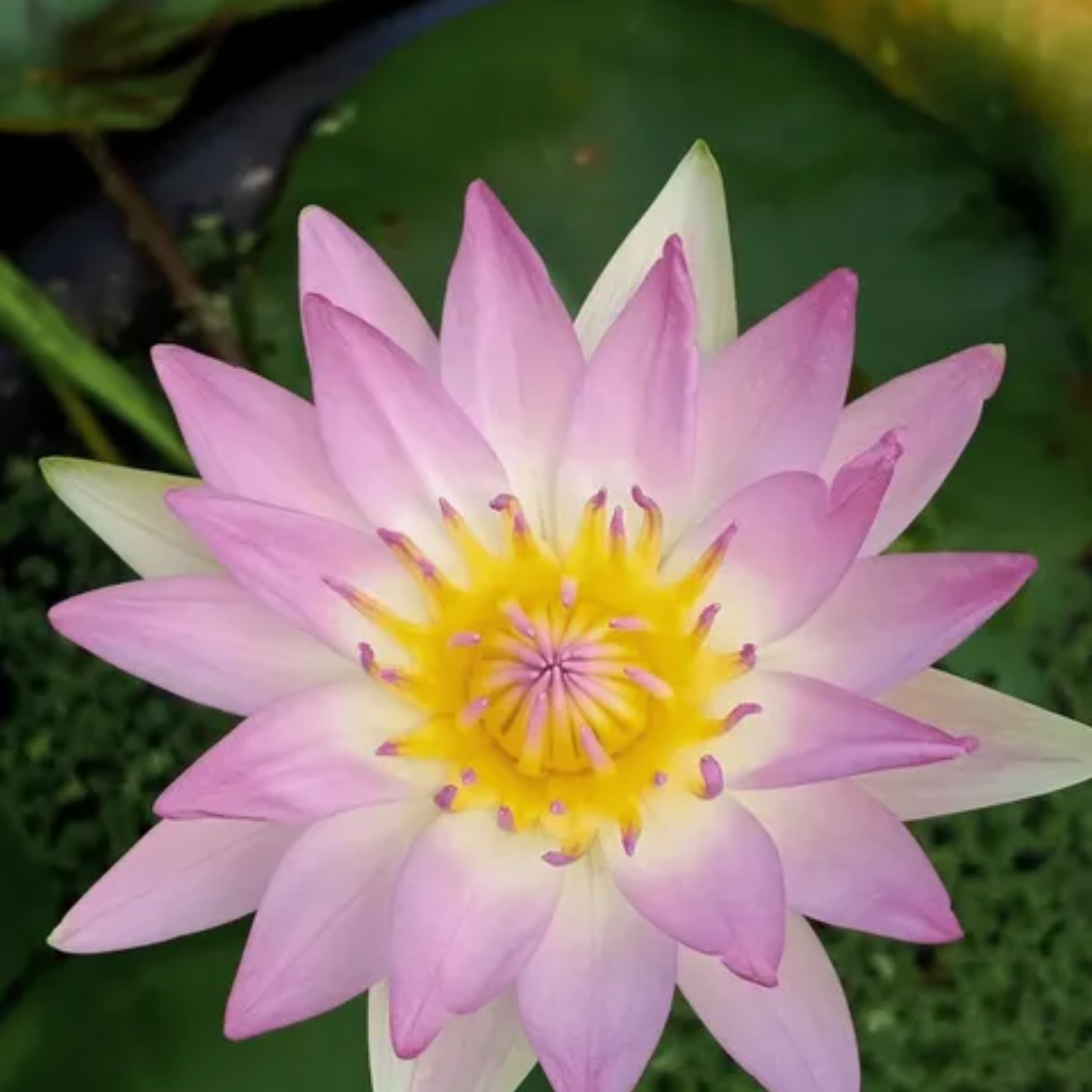 Pink Pearl Tropical Waterlily