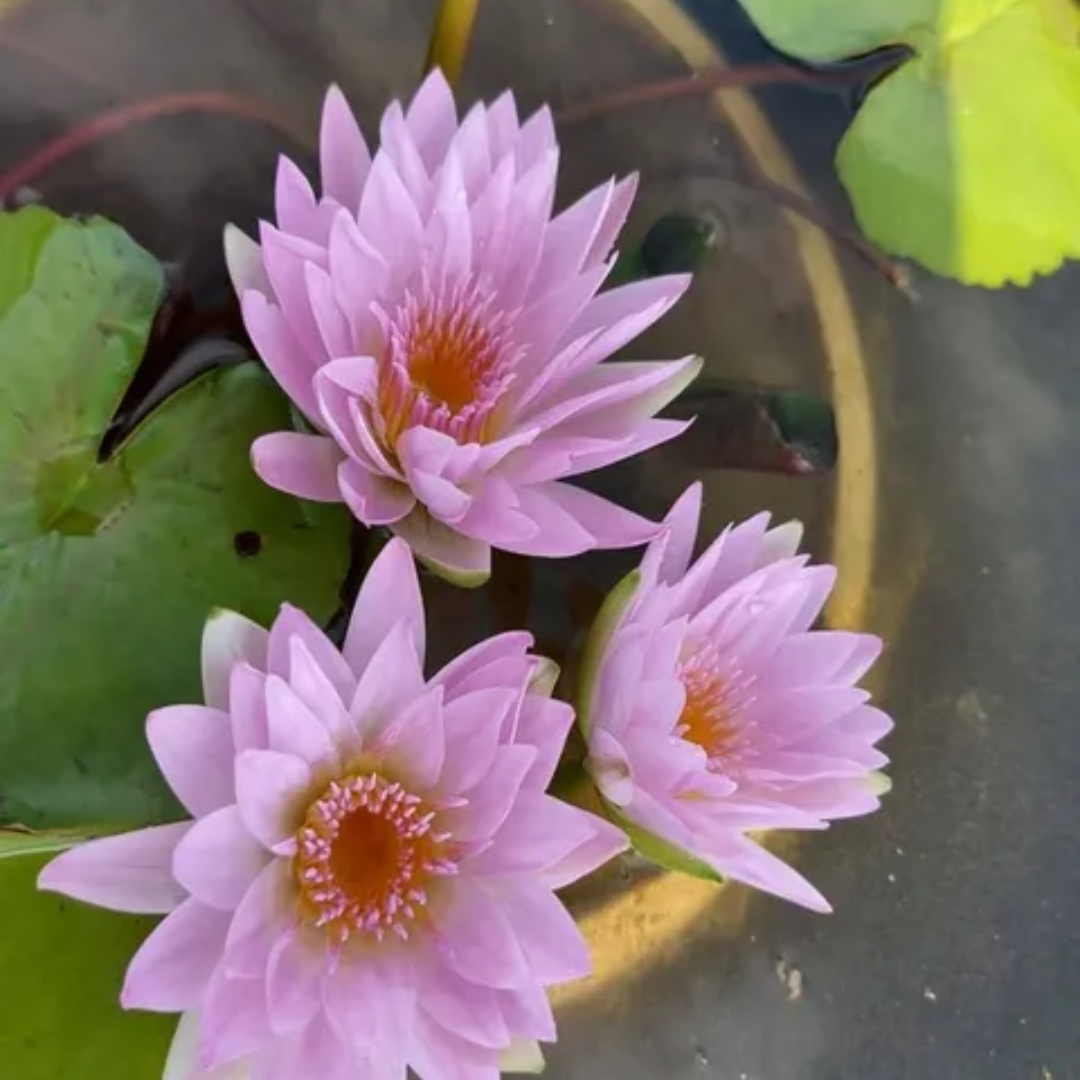 Pink Pearl Tropical Waterlily