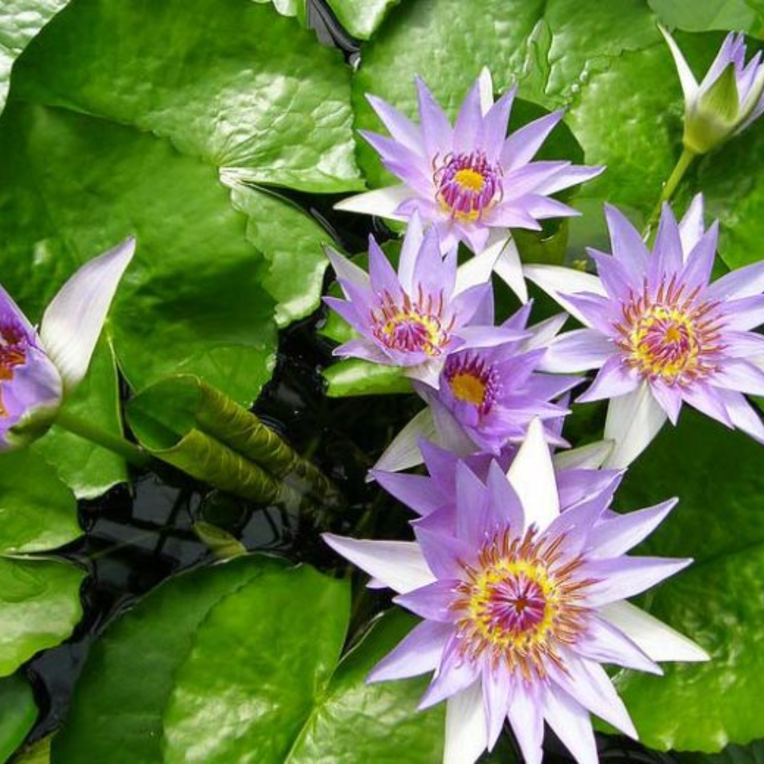 Purple Colorata Tropical Waterlily