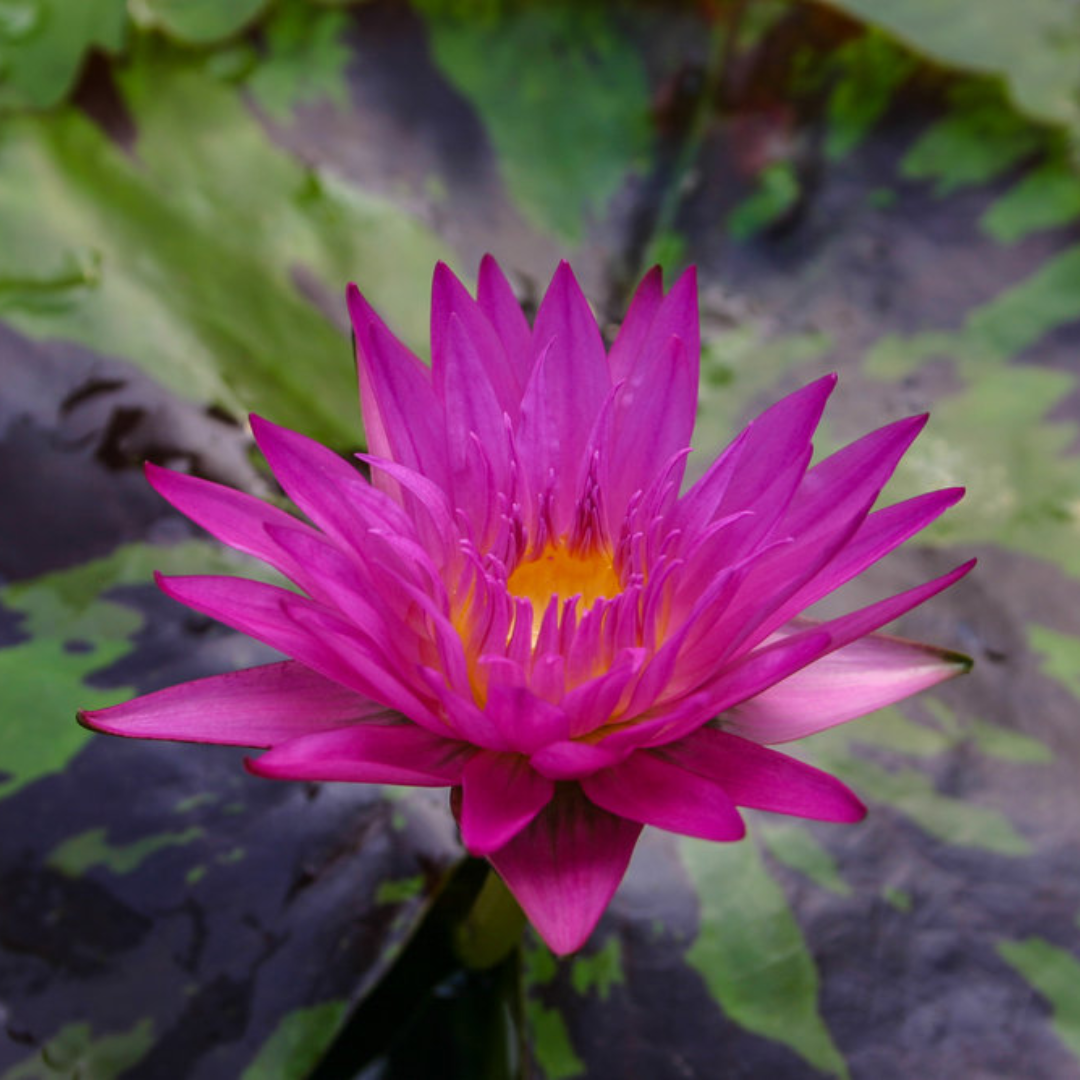 Miami Rose Tropical Waterlily