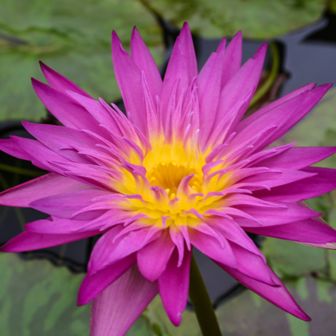 Miami Rose Tropical Waterlily