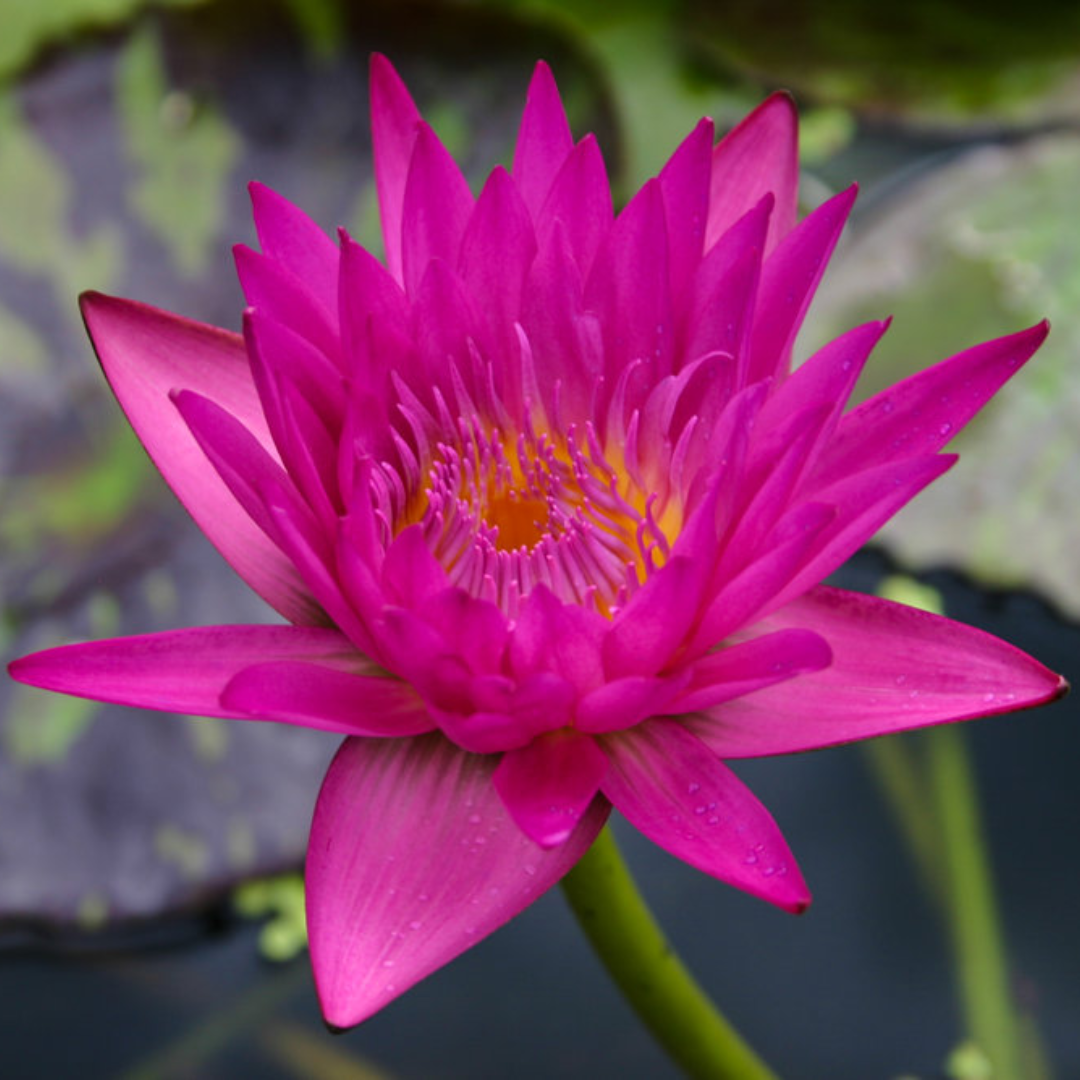 Miami Rose Tropical Waterlily