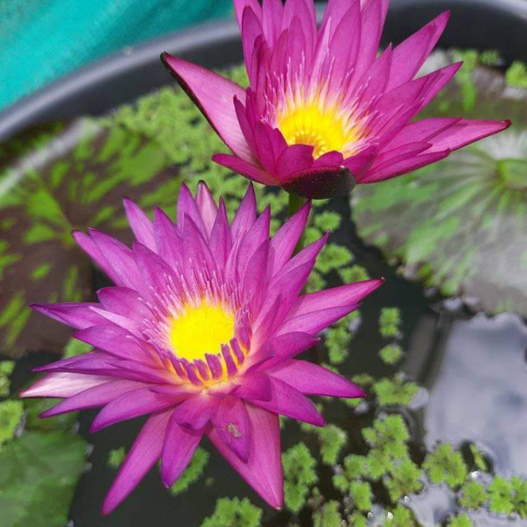Miami Rose Tropical Waterlily